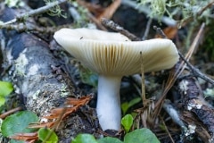 PB264020-small