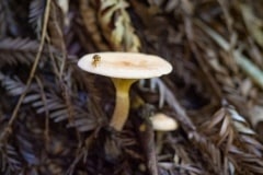 PB264033-small