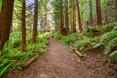 Redwood-Trail